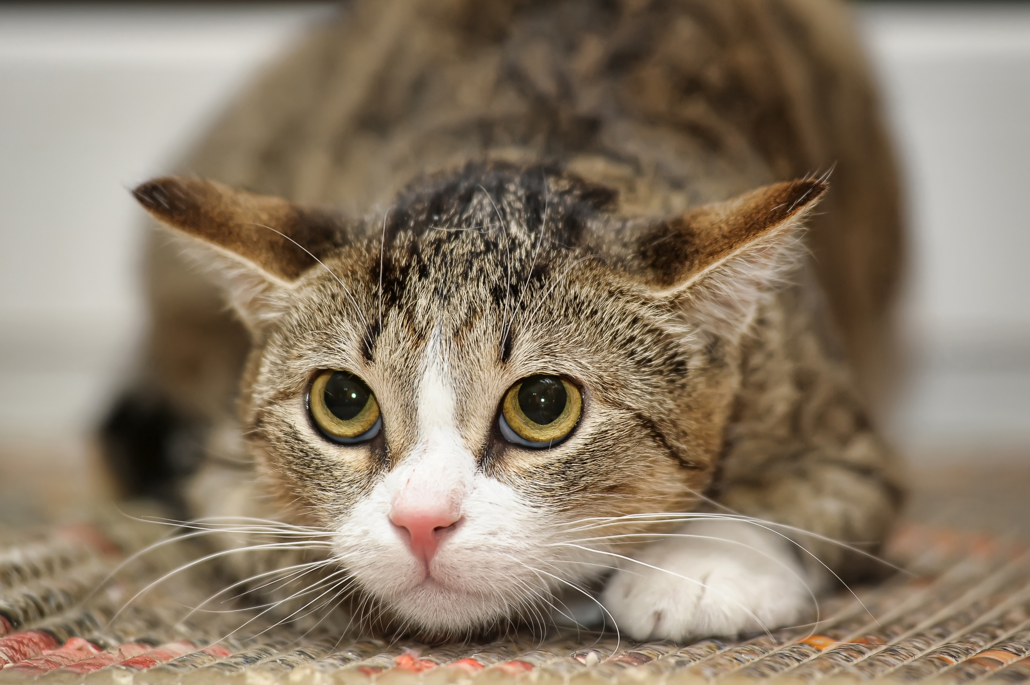 Ängstliche Katze legt die Ohren an. Katze mit angelegten Ohren