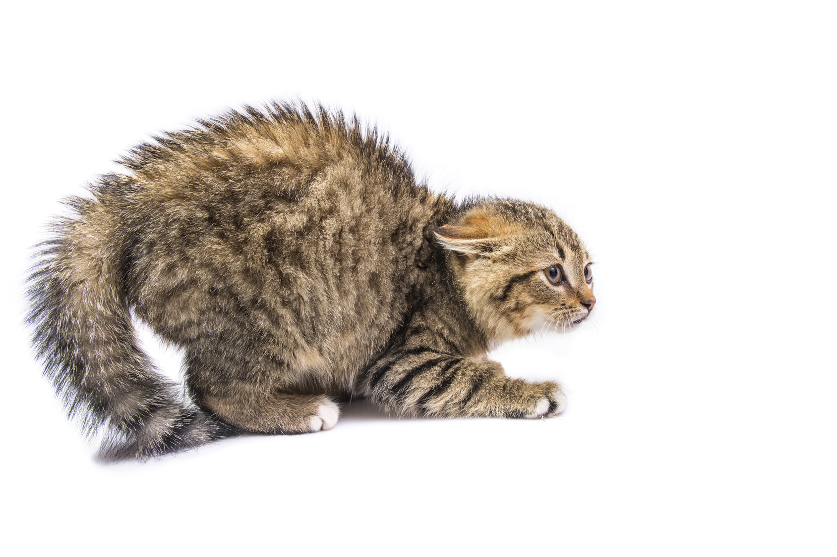Ängstliche Katze stellt ihr Fell auf. Ängstliche Katze Katzenbuckel