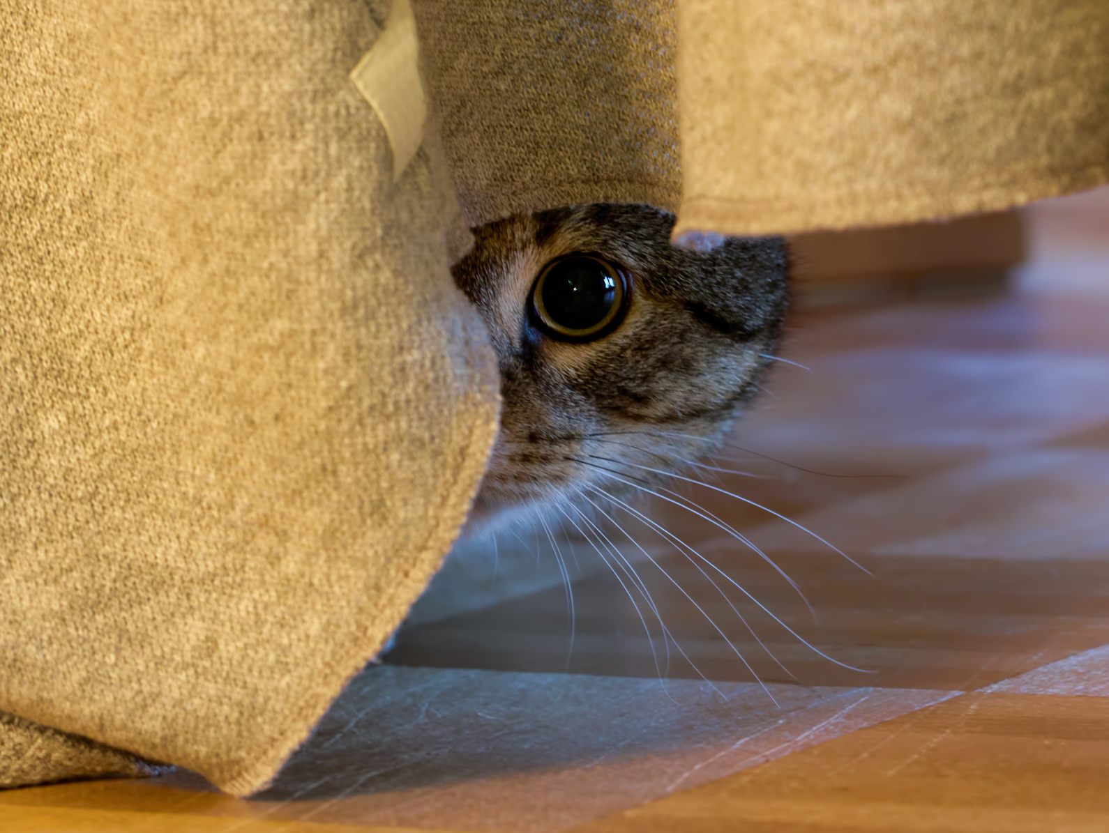 Eine ängstliche Katze versteckt sich unter einem Möbelstück. Ängstliche Katze unter Couch