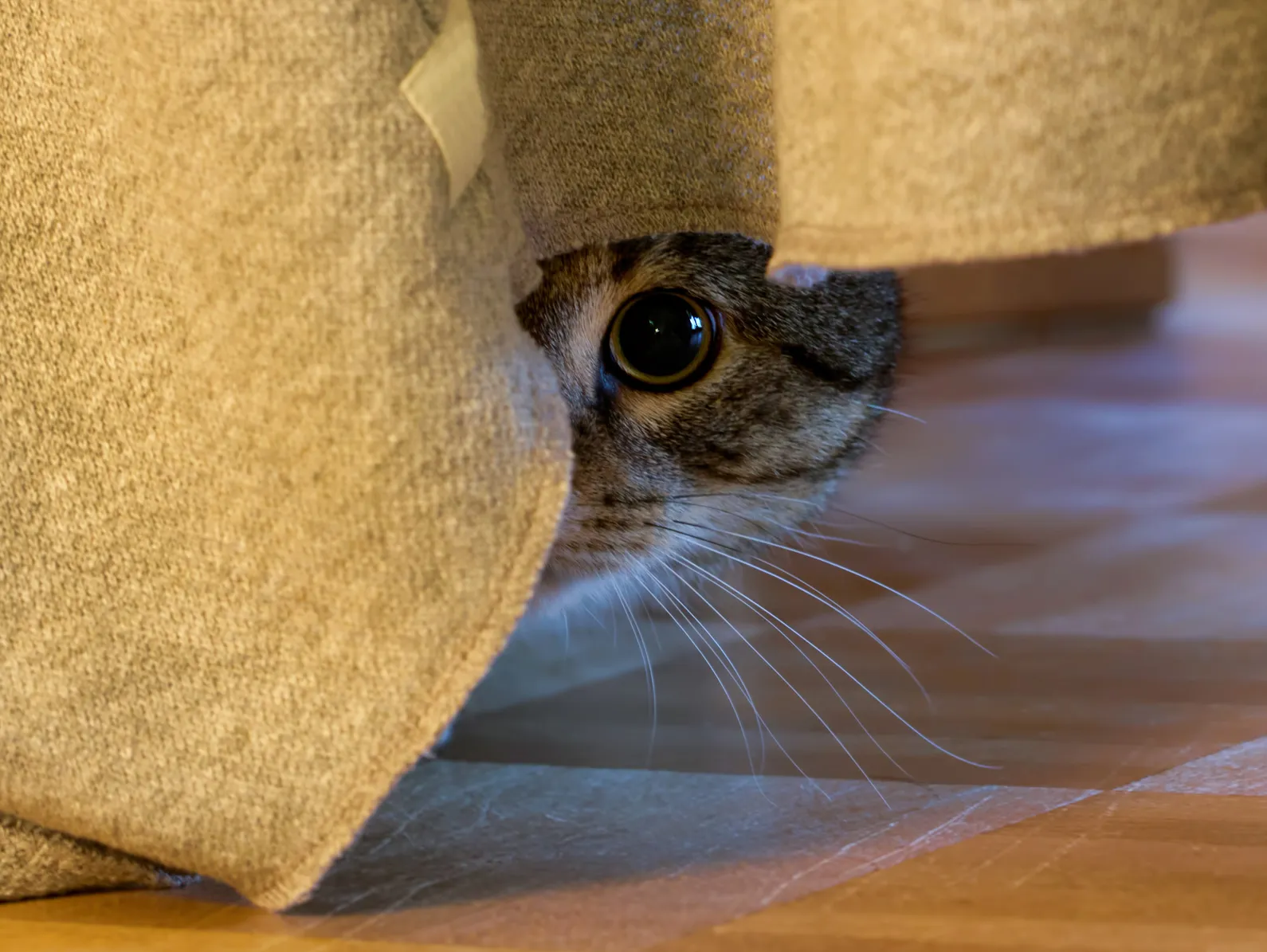 Eine ängstliche Katze versteckt sich unter einem Möbelstück. Ängstliche Katze unter Couch