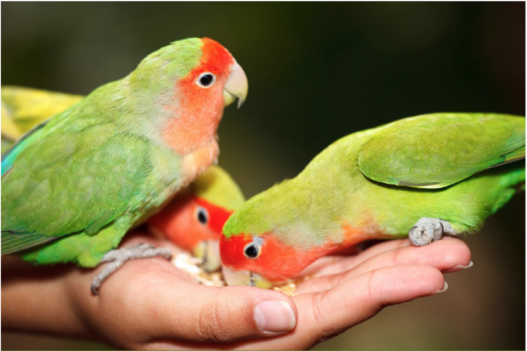 comida agapornis