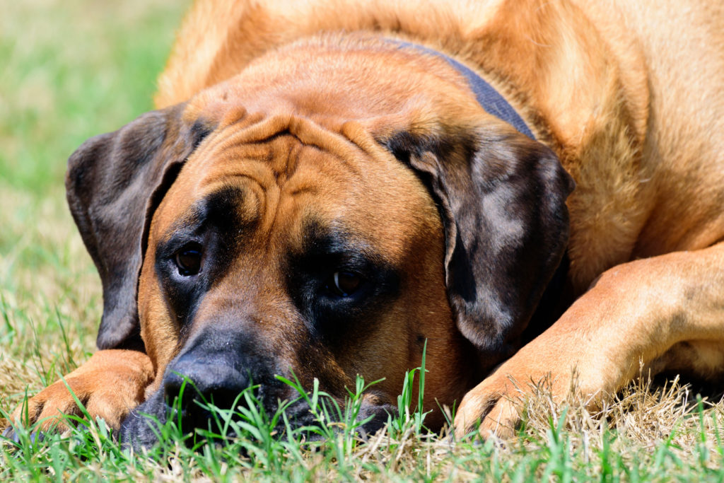 English Mastiff im Grass