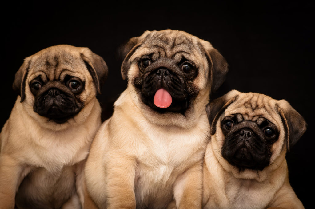 Mops Welpen Mops Welpen
