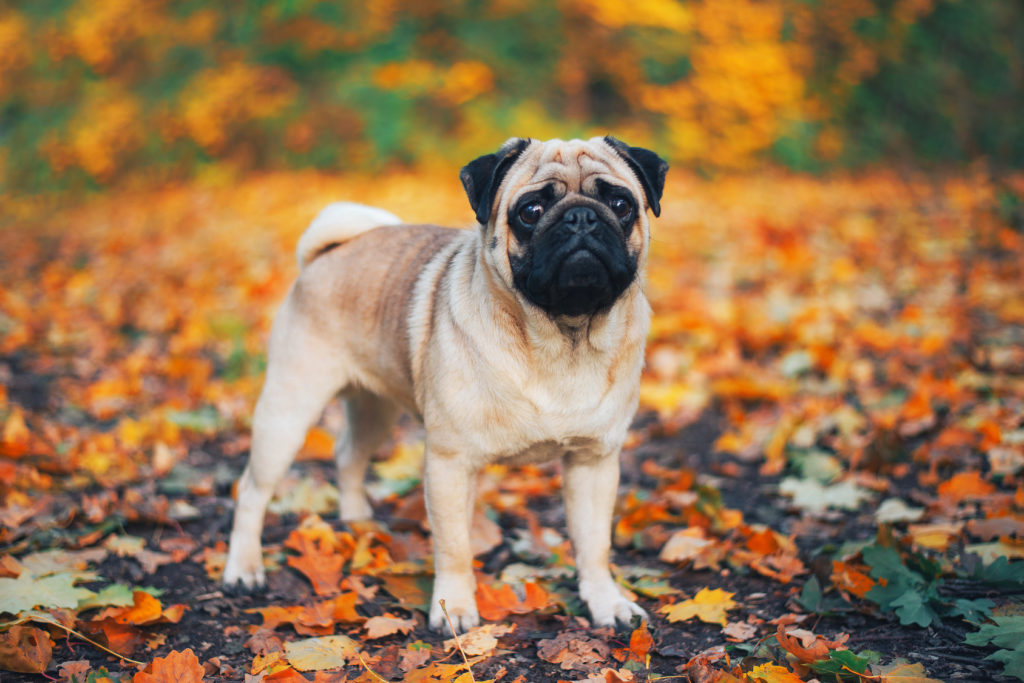 Pug in Autumn leaves