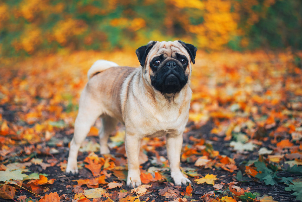 Pug in Autumn leaves Pug in Autumn leaves