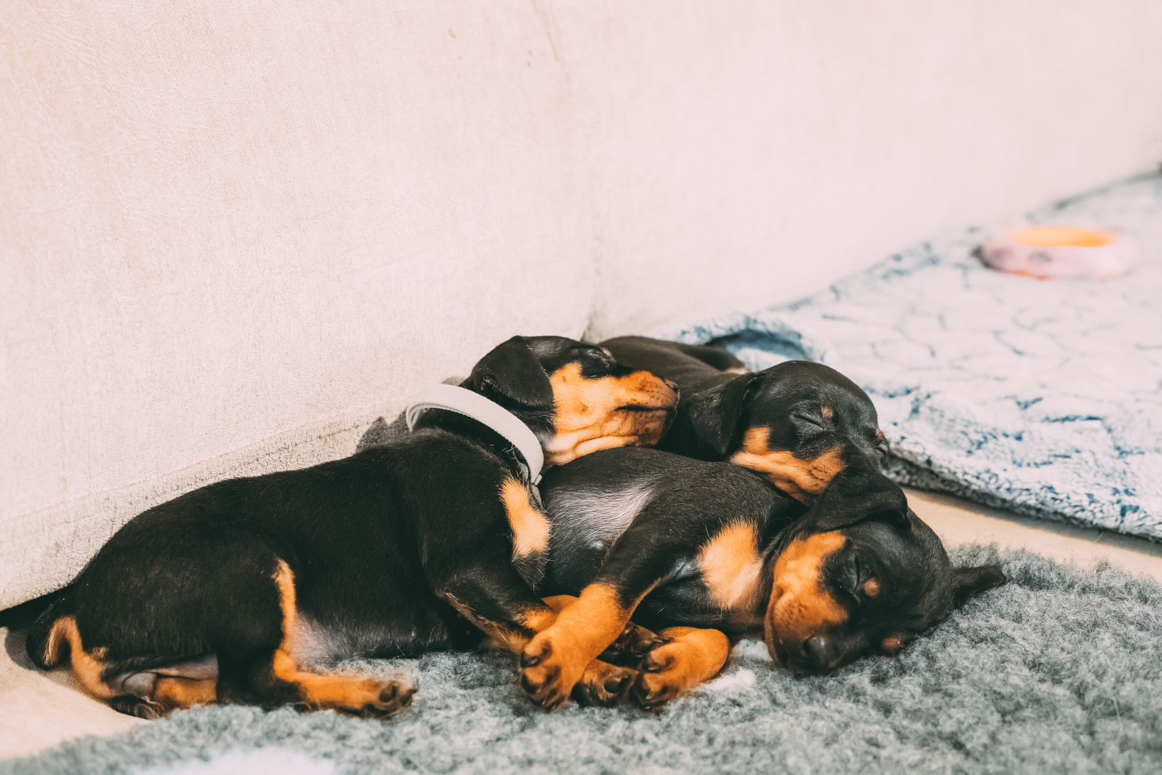 Zwergpinscher Welpen Zwergpinscher Welpen