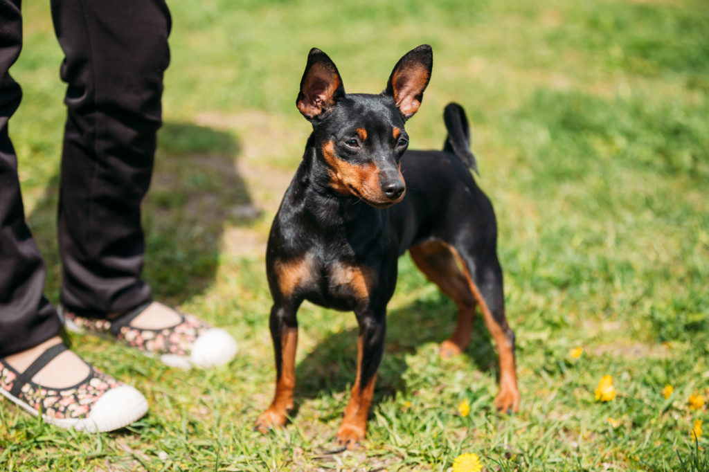 Pinscher miniatur sales