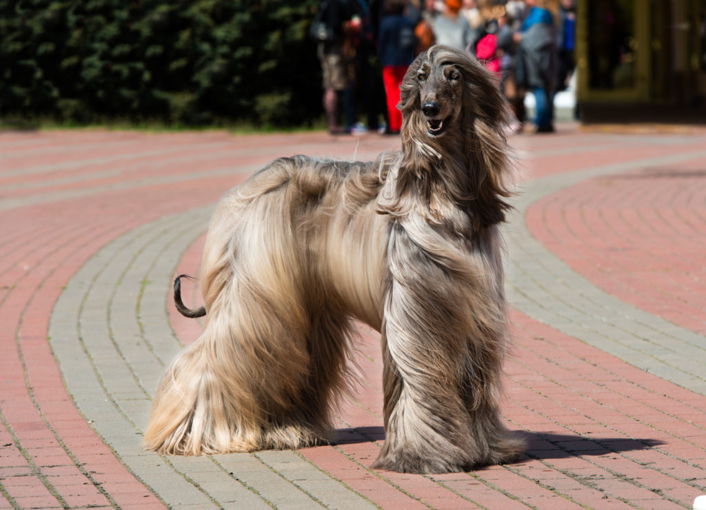 afghanischer windhund im park afghanischer windhund im park