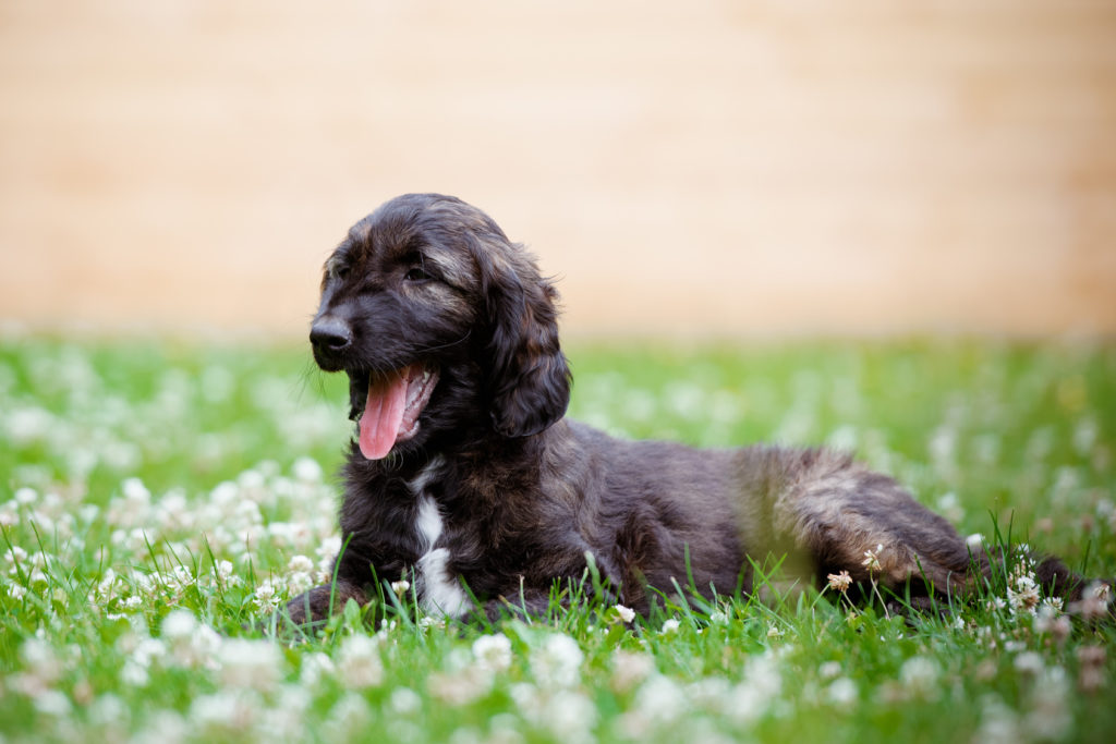 afghanischer windhund welpe afghanischer windhund welpe