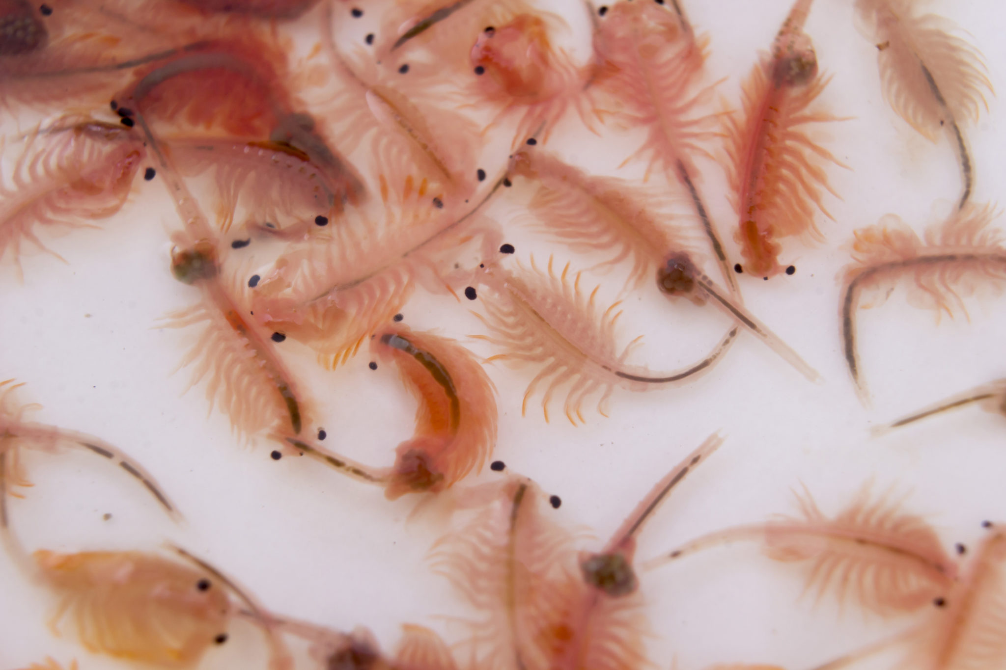 lebendfutter für fische lebendfutter für fische