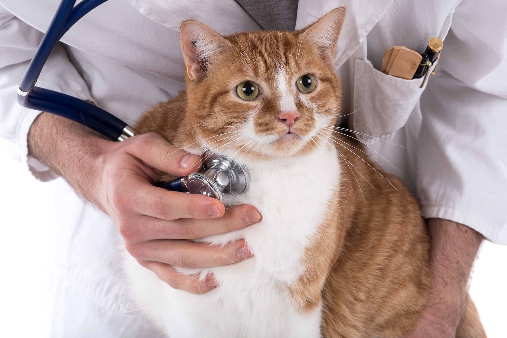 atemwegsprobleme bei katzen atemwegsprobleme bei katzen
