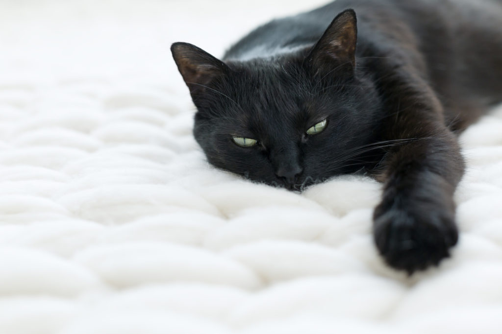 apathische Katze kranke Katze liegt auf decke
