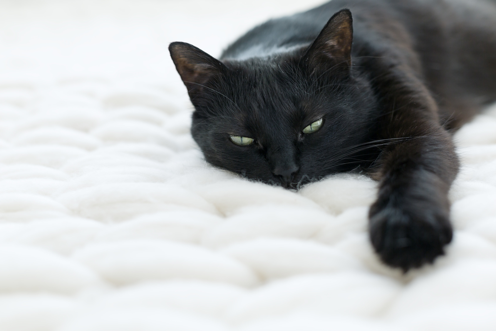 Eine apathische schwarze Katze liegt auf einer Bettdecke kranke Katze liegt auf decke