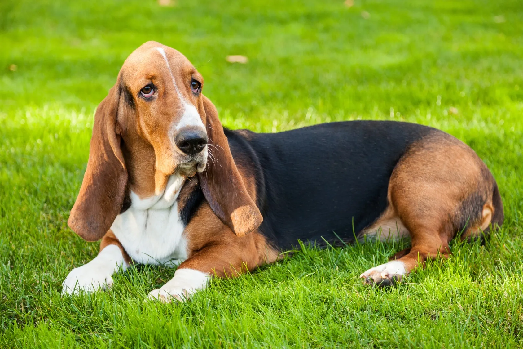basset hound dans l’herbe basset hound dans l'herbe