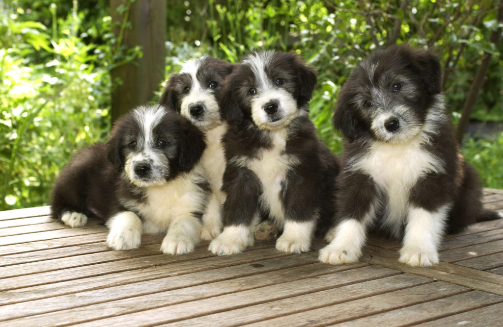 Magazine para cães: Raças de cães: Tudo sobre o Bearded collie