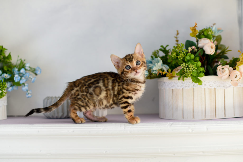 Bengal kitten Bengal kitten