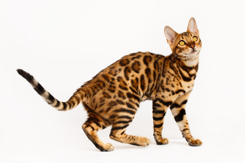 Bengalkatze Bengalkatze