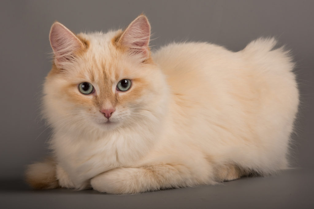 birma katze birma katze