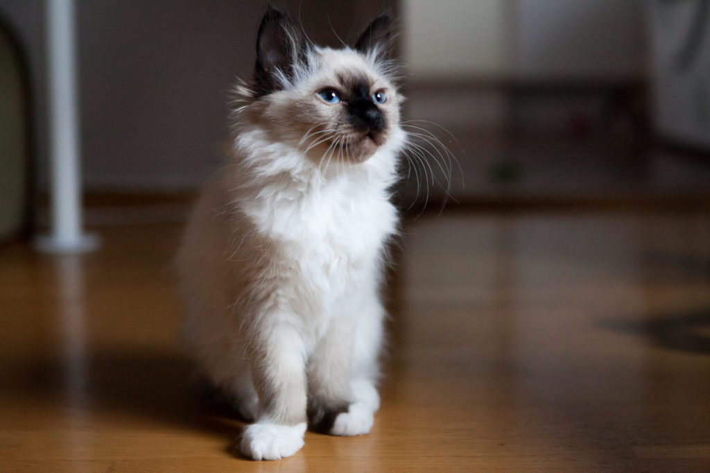 birma katze kitten birma katze kitten