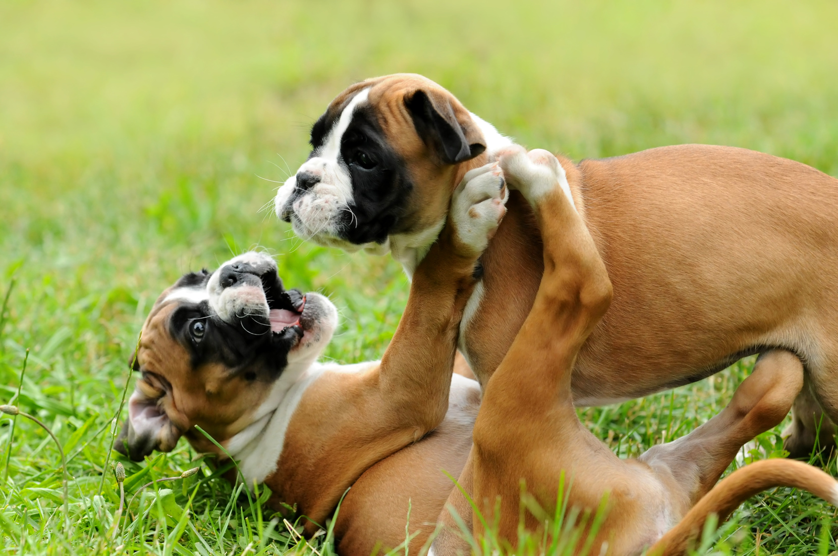 Zwei braune Boxer-Welpen spielen auf einer Wiese miteinander zwei boxer welpen spielen im gras