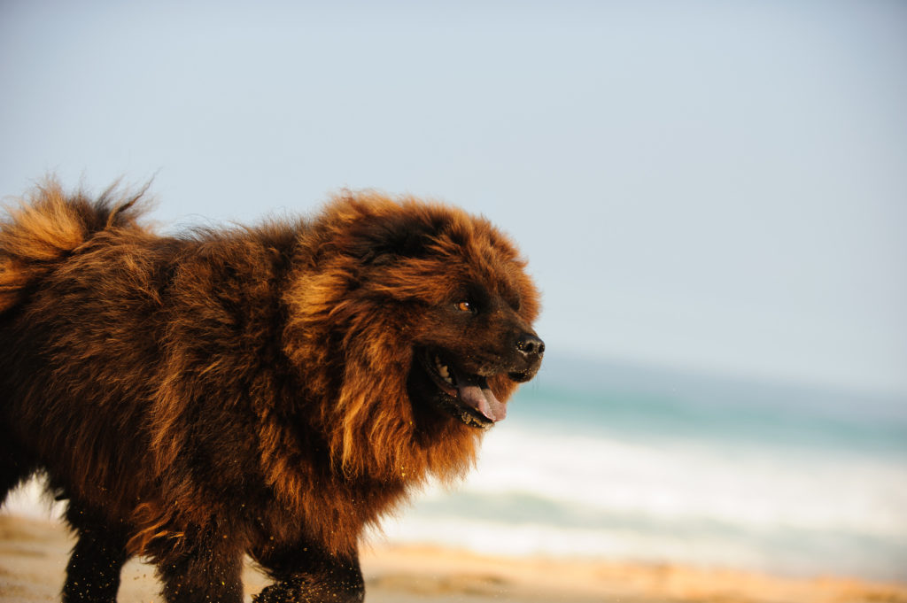 hund chow chow am meer strand