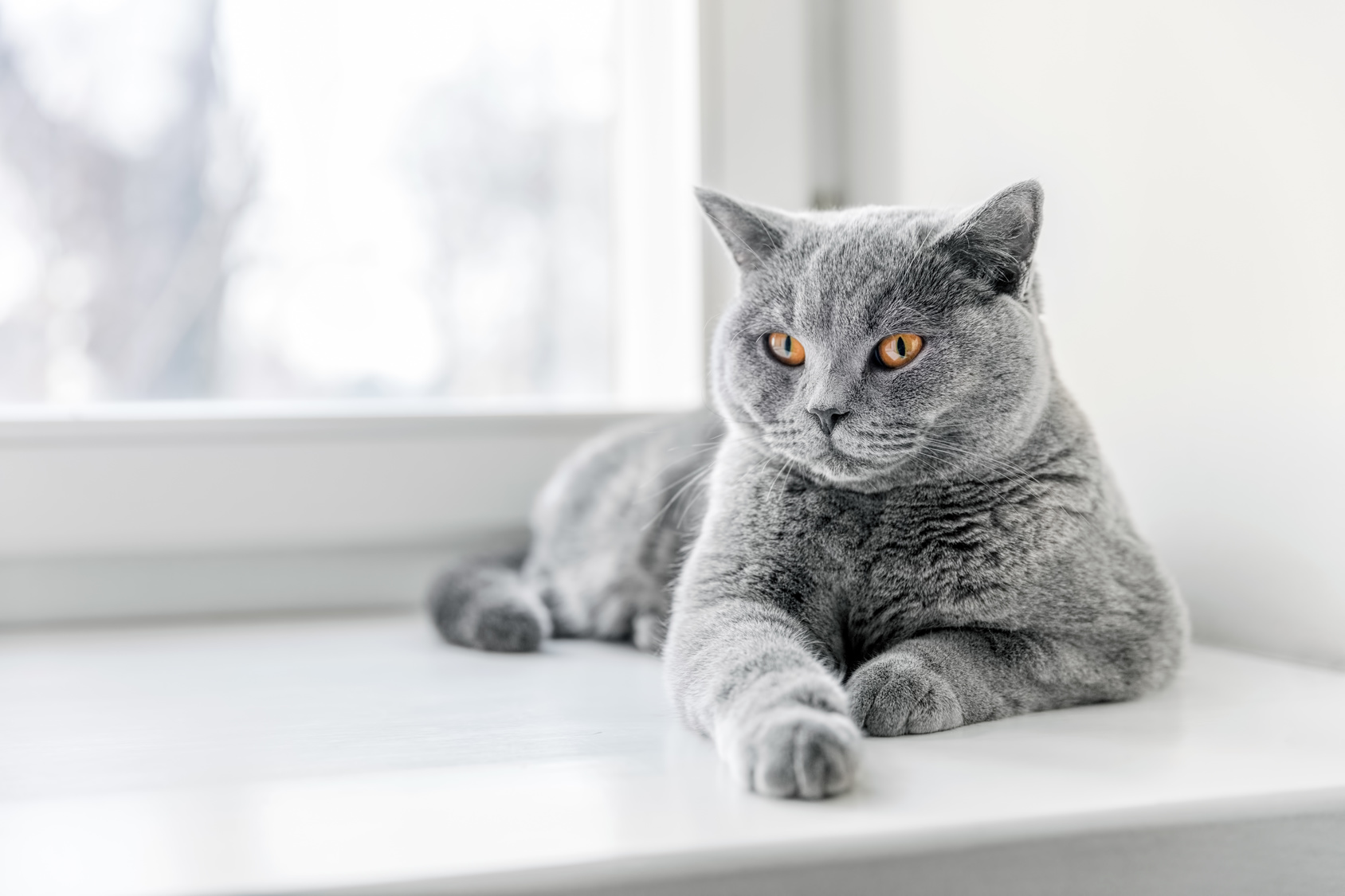 britisch kurzhaar Farbe grau britisch kurzhaar katze grau