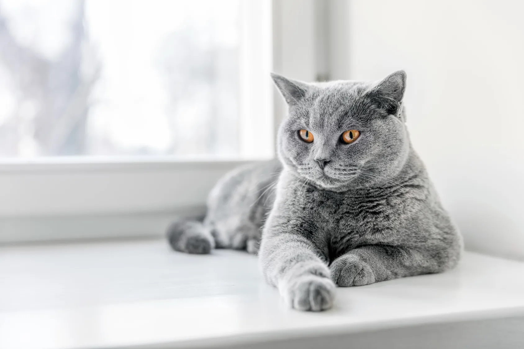 britisch kurzhaar Farbe grau britisch kurzhaar katze grau