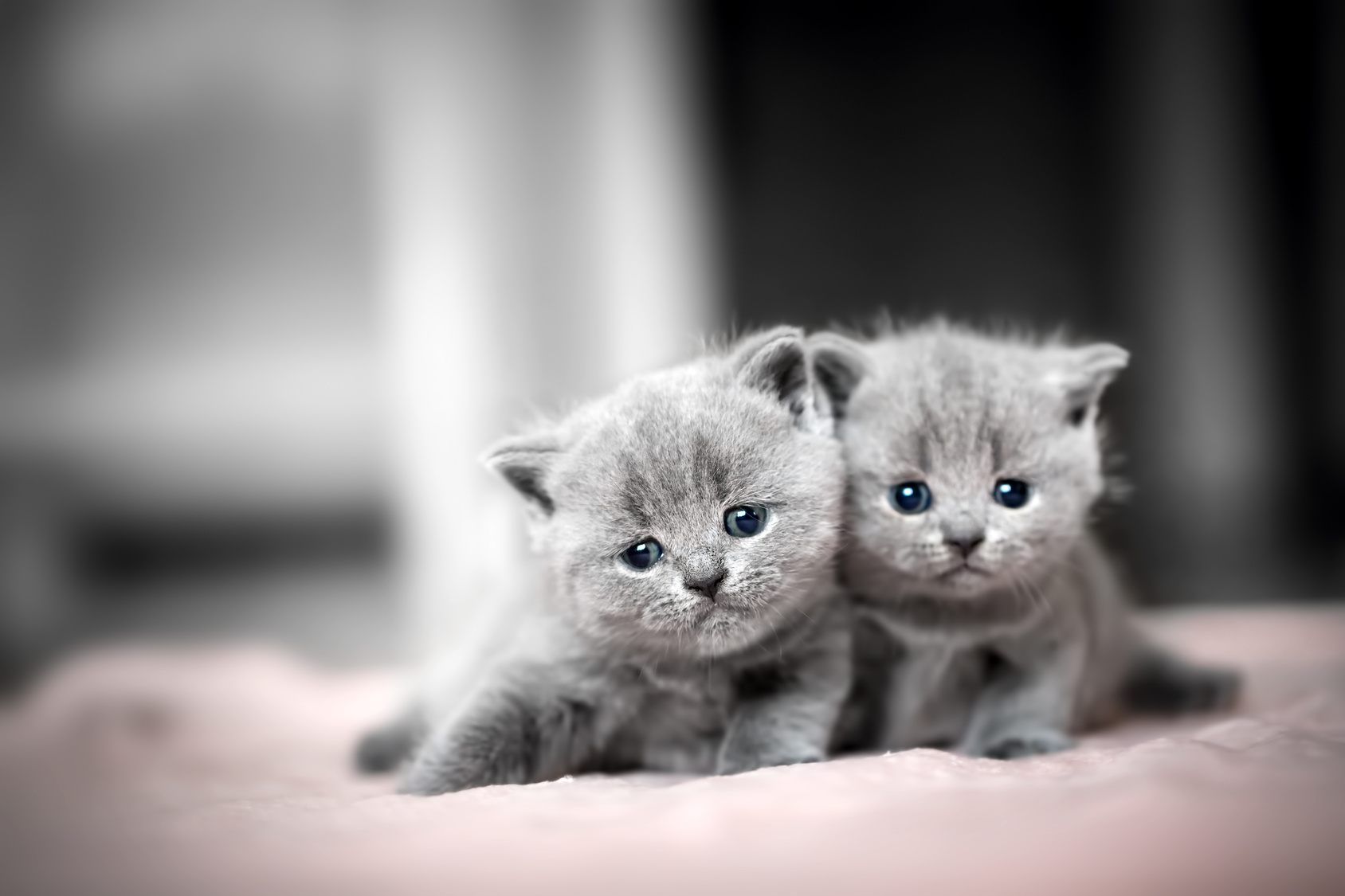 britisch kurzhaar kitten blaue Augen britisch kurzhaar kitten