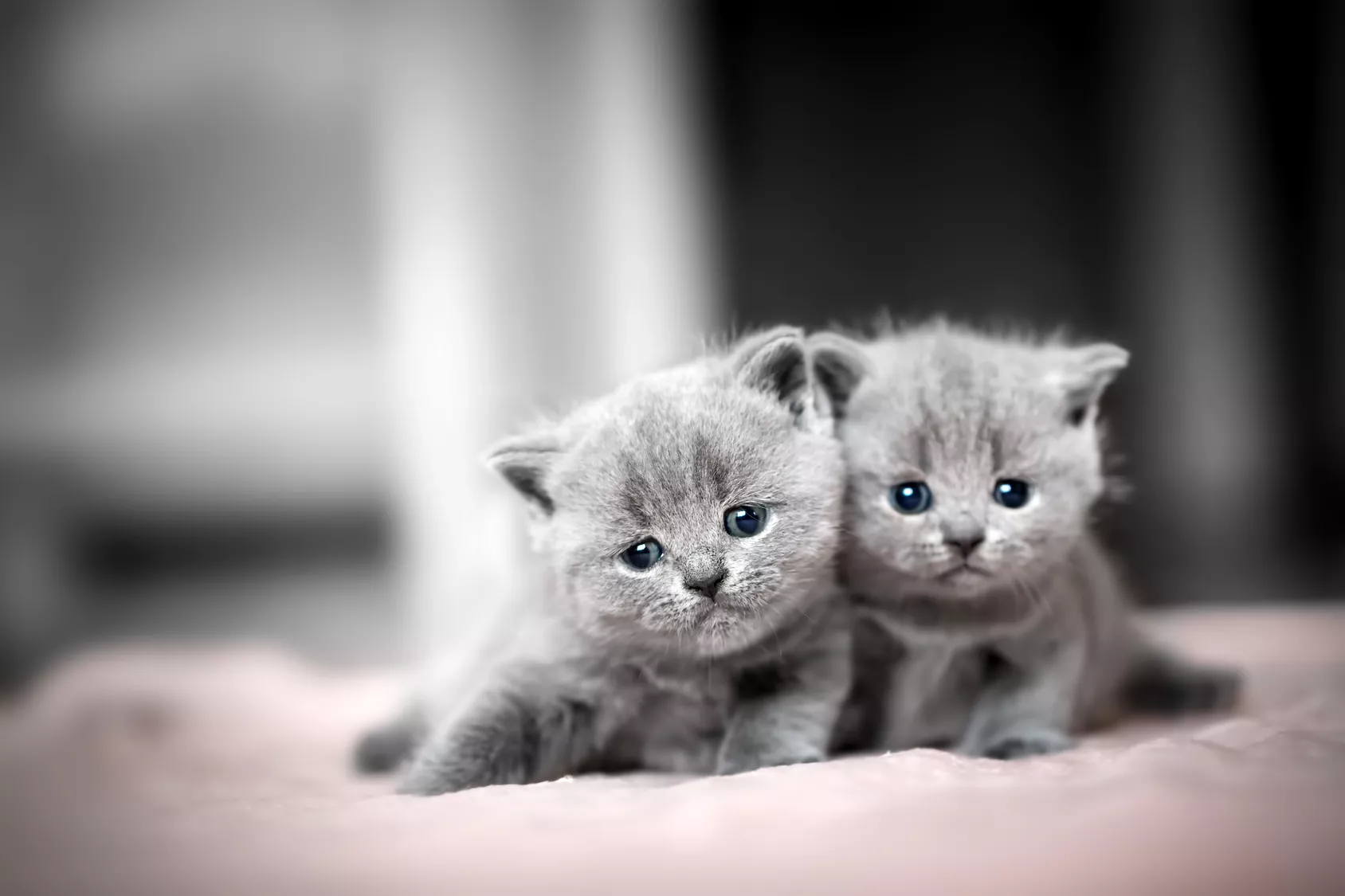 britisch kurzhaar kitten blaue Augen britisch kurzhaar kitten
