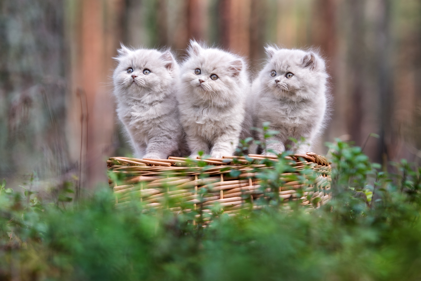 Britisch Langhaar Kitten im Körbchen Britisch Kanghaar Kitten