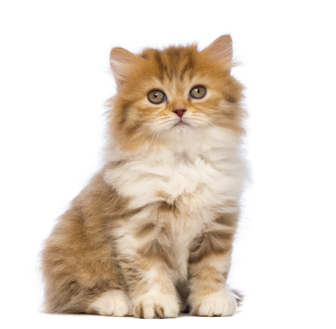 britisch langhaar kitten britisch langhaar kitten