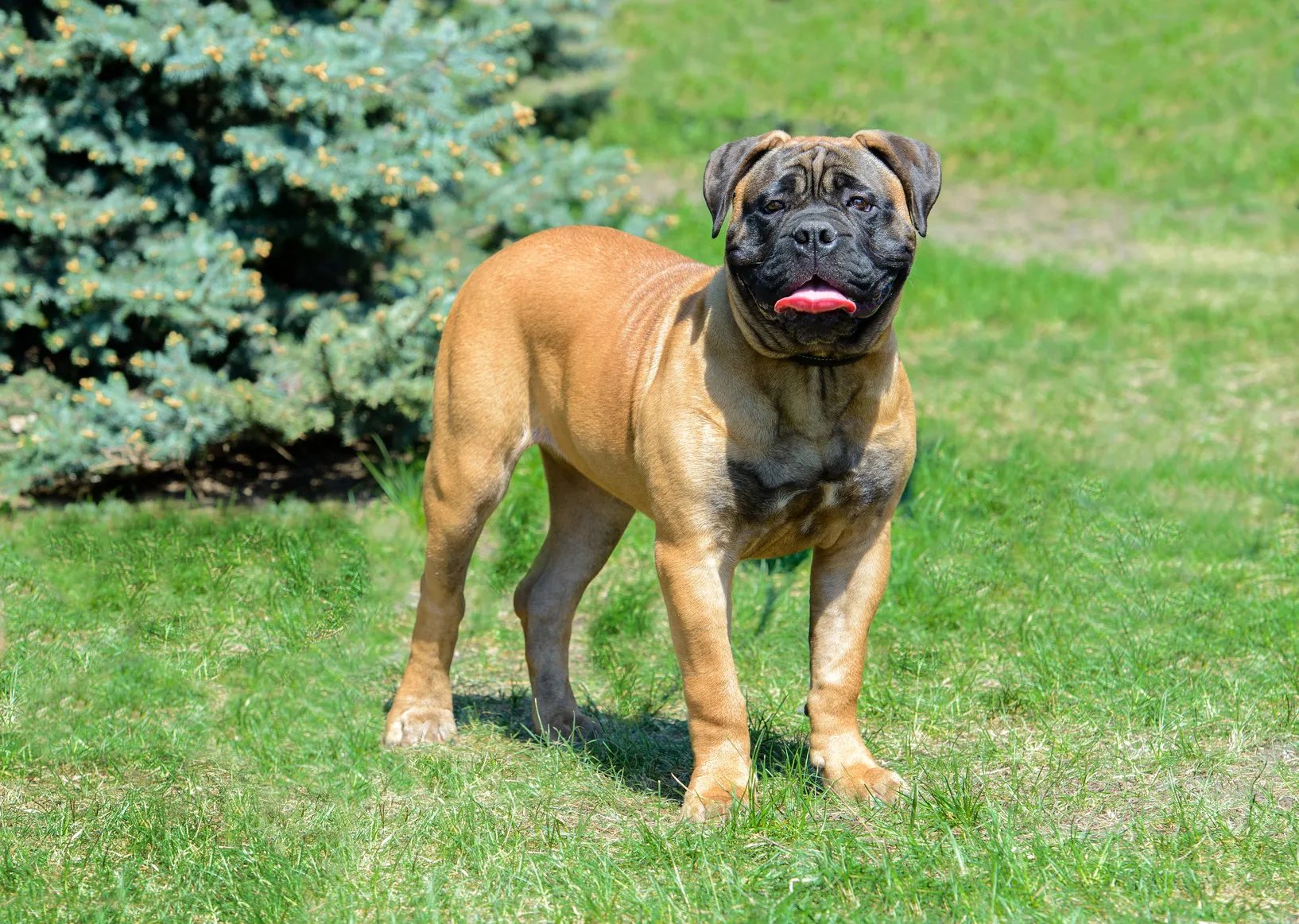 bullmastiff im grass bullmastiff im grass