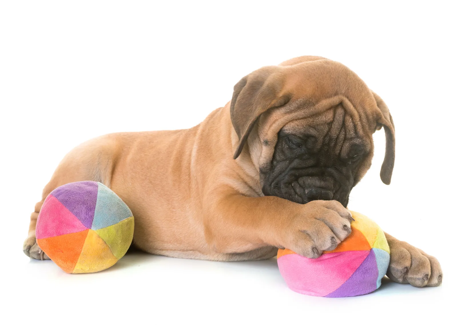 bullmastiff welpe spielt bullmastiff welpe spielt