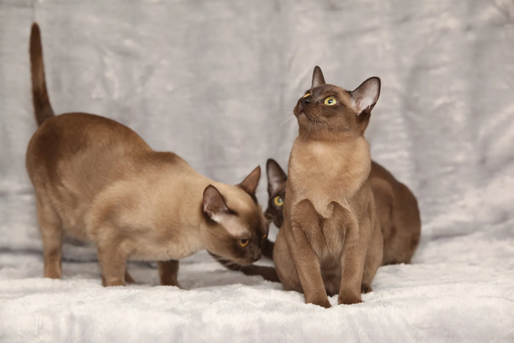 Drei Burma-Katzen sitzen nebeneinander auf einem Sofa drei burma katzen sofa