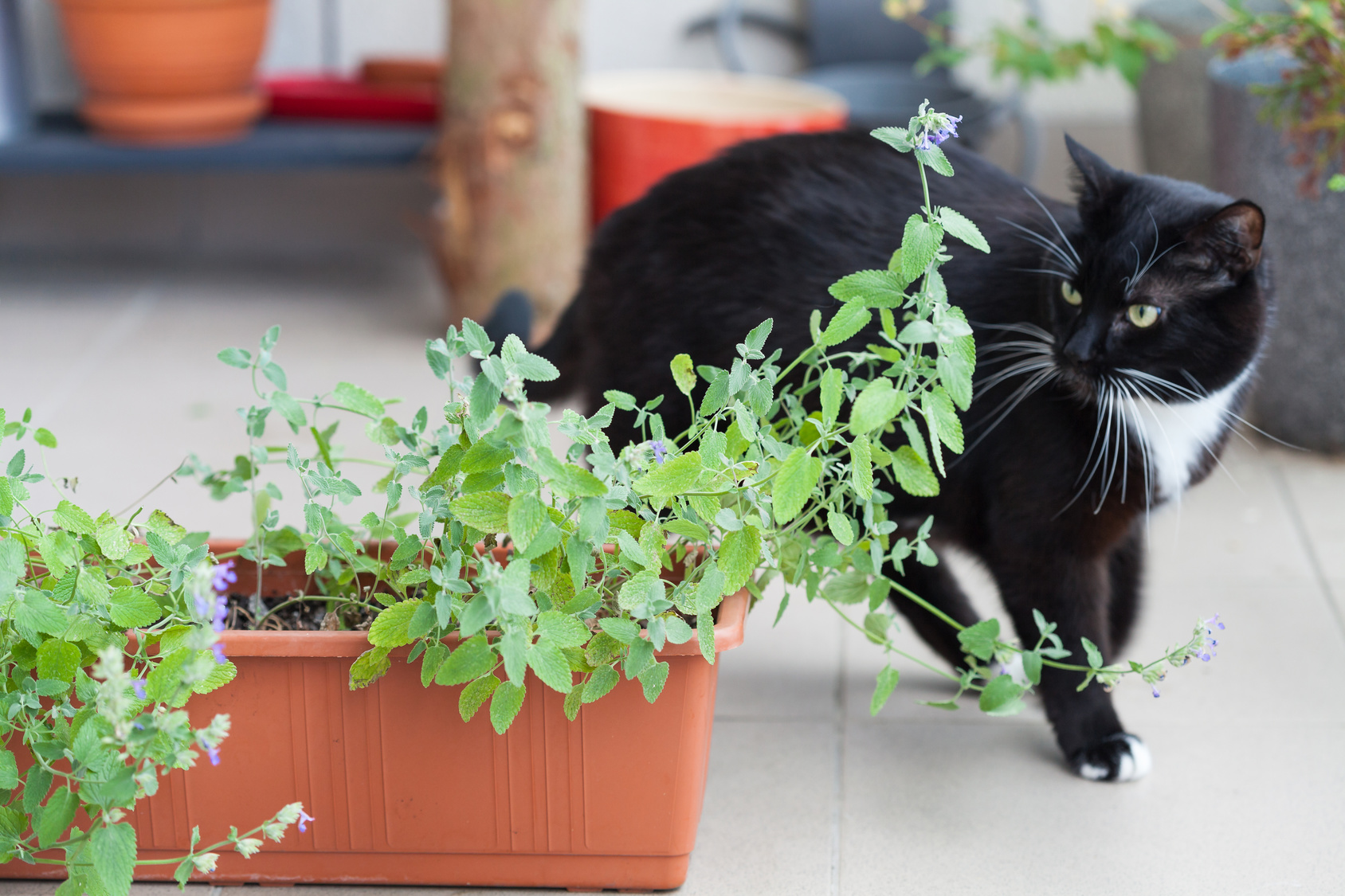 Katzenminze Katze kreist um Katzenminzen Strauch.