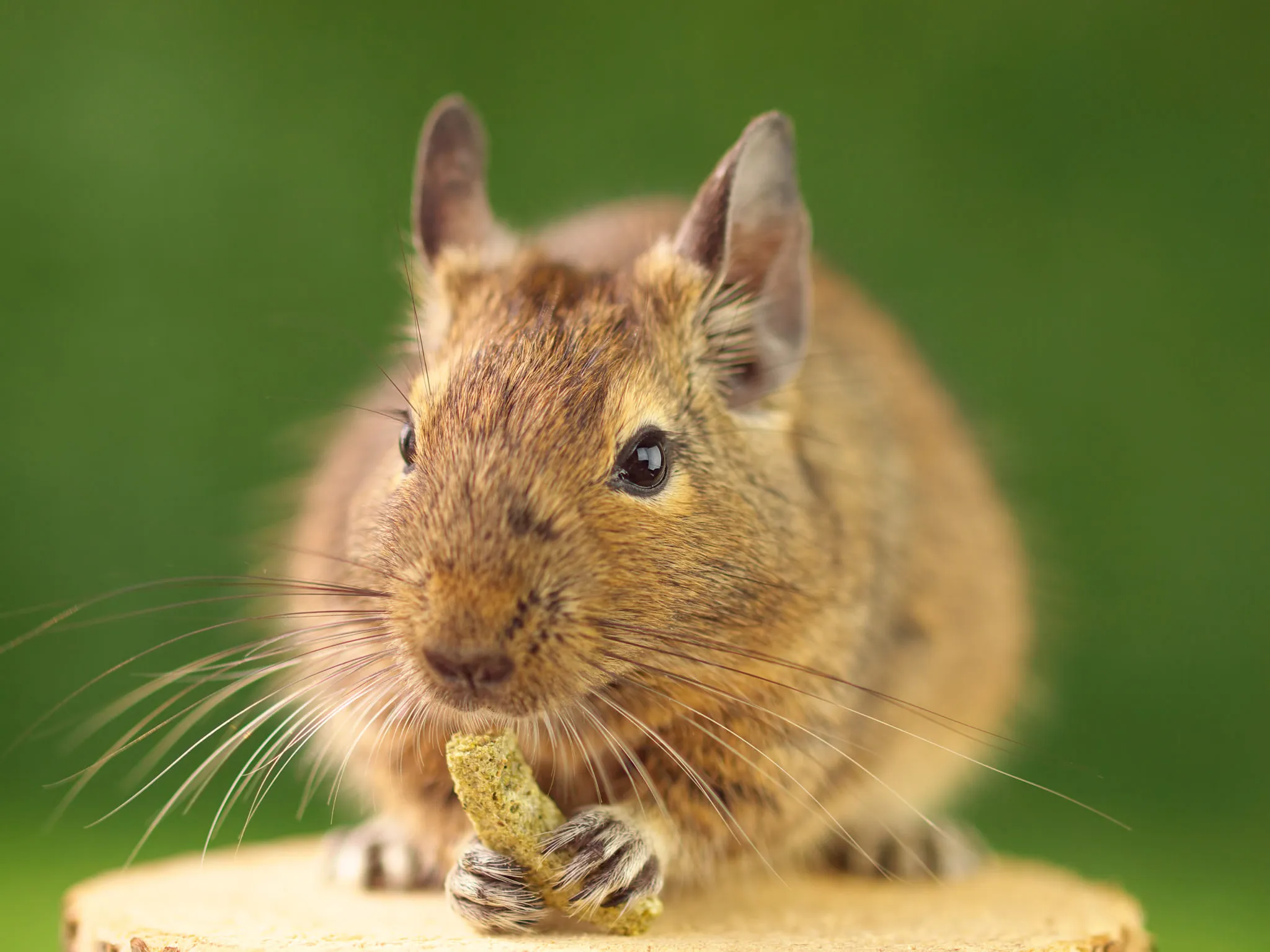 Degu beim Fressen Degu