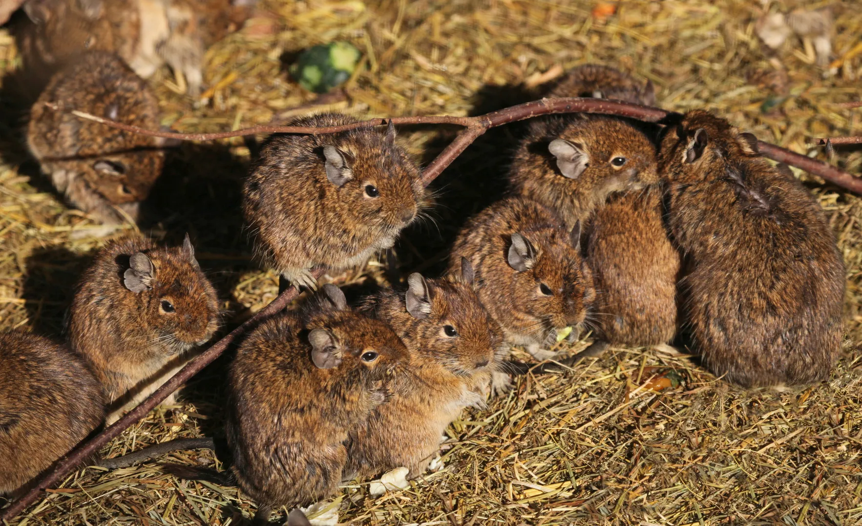 Eine Gruppe von Degus Degu