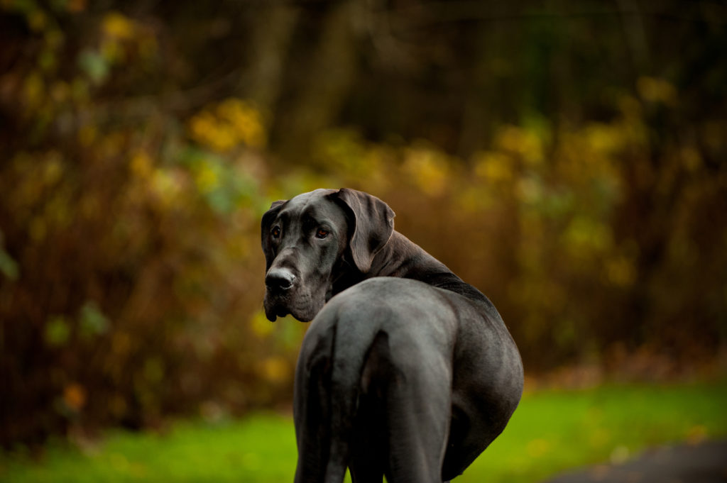 Magazine para cães - Raças de cães: Tudo sobre o Dogue alemão