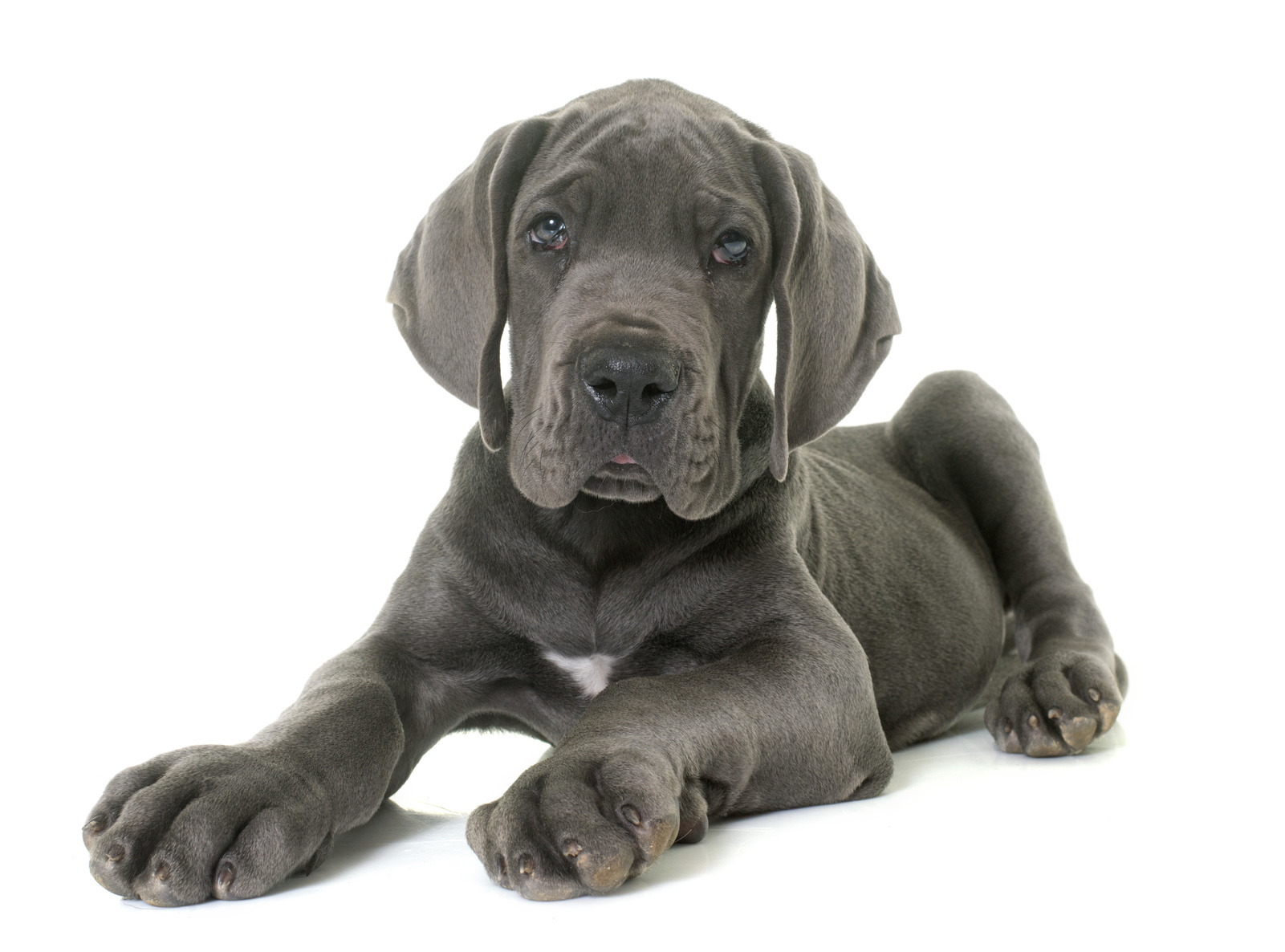 deutsche dogge welpe deutsche dogge welpe