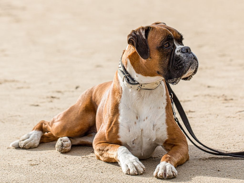 Magazine para cães - Raças de cães: Tudo sobre o Boxer