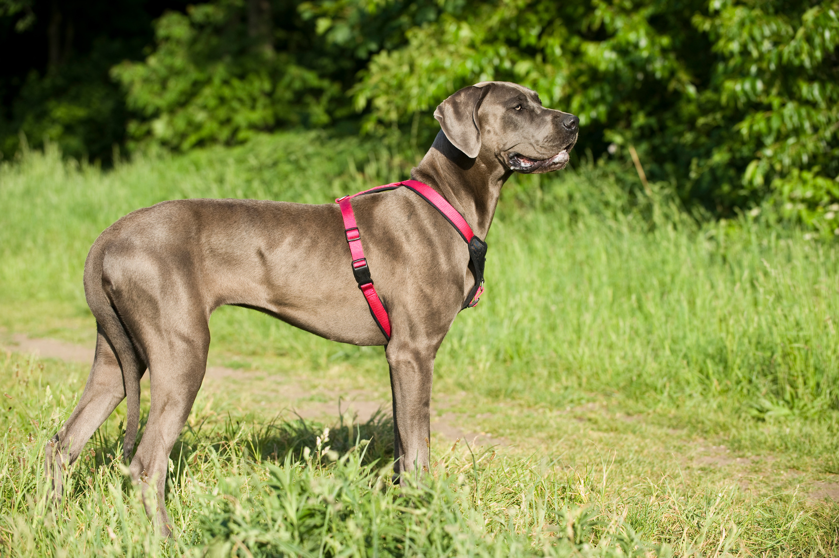deutscher dogge im grass mit Halsband deutscher dogge im grass mit Halsband