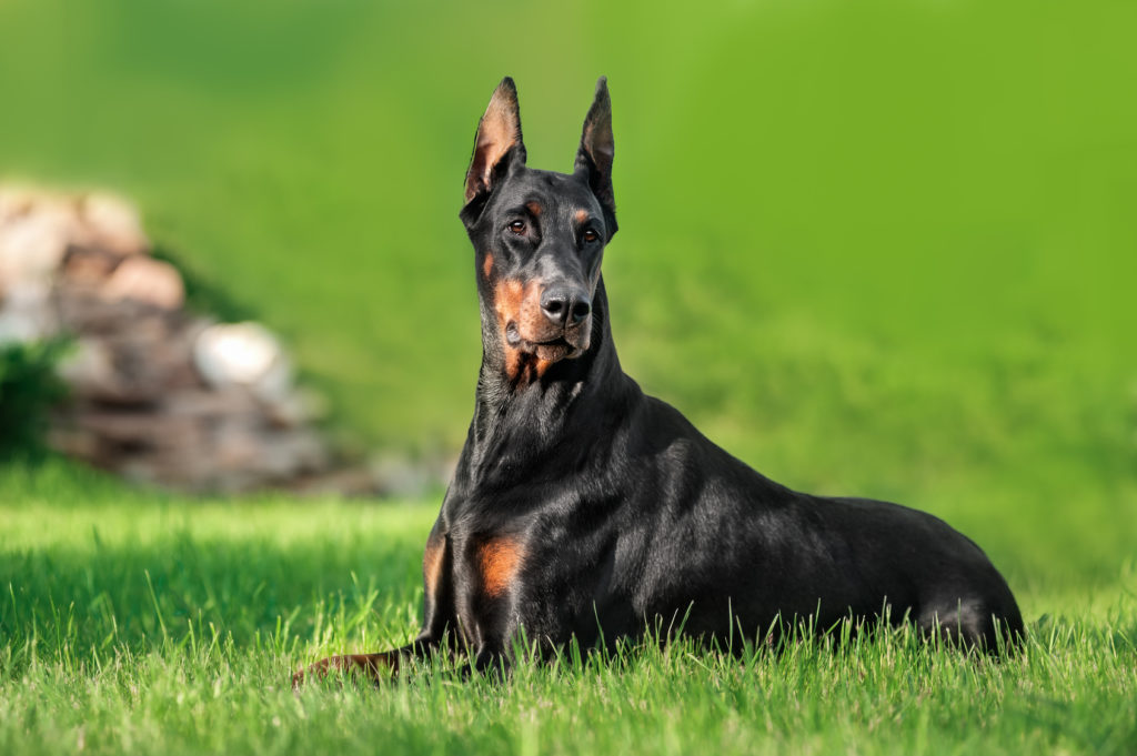 Conheça o Doberman