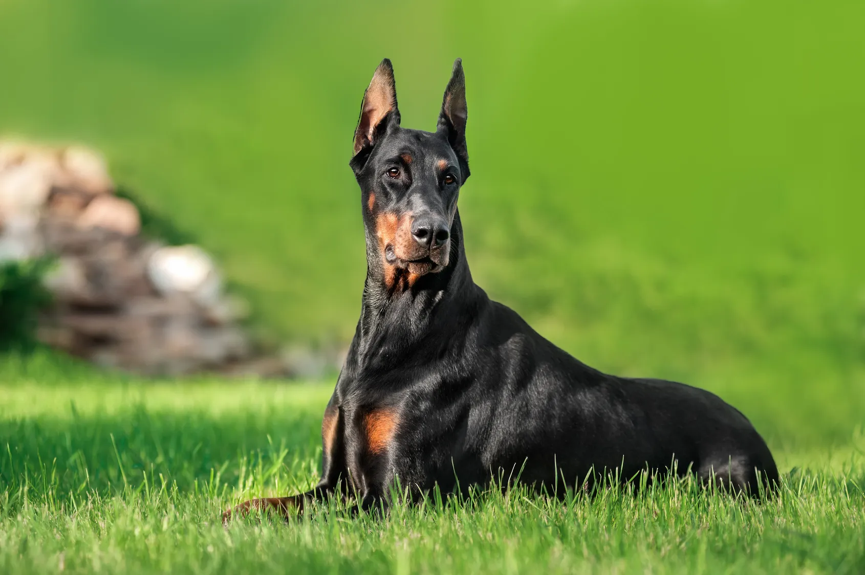 dobermann pinscher im grass dobermann pinscher im grass