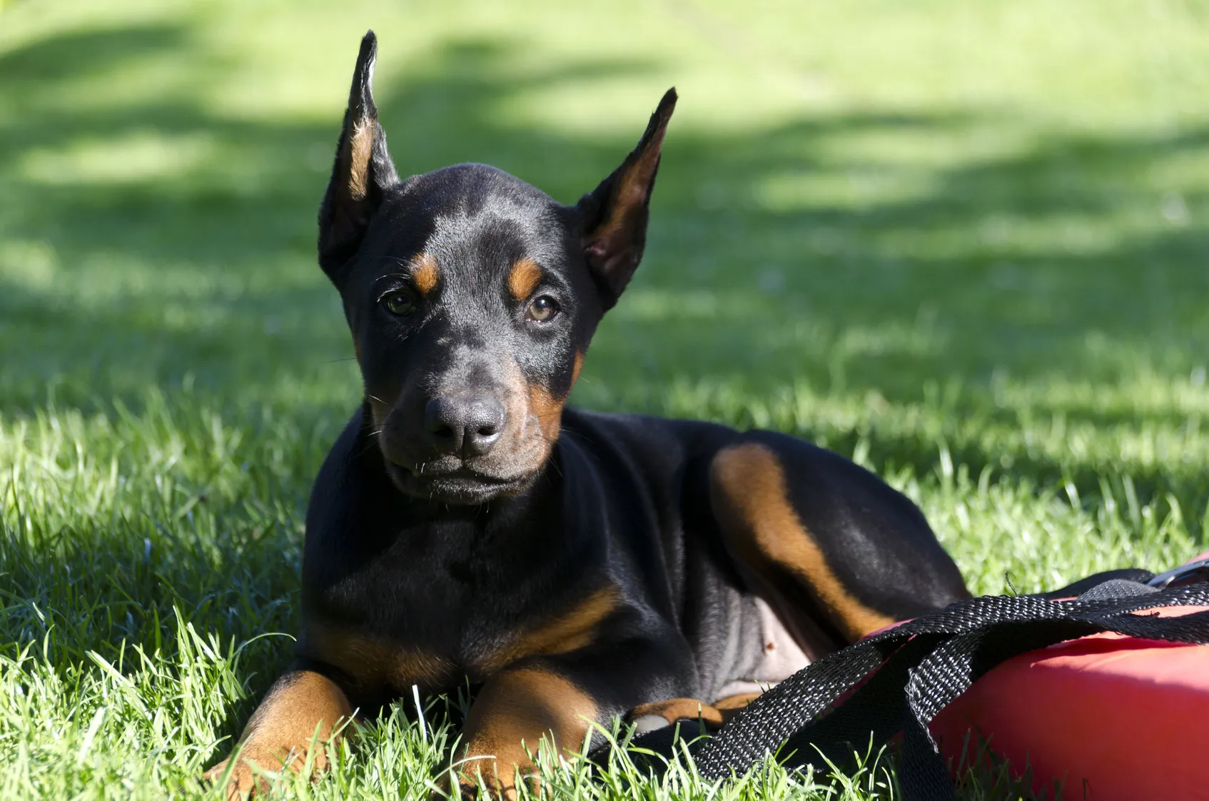 dobermann pinscher welpe dobermann pinscher welpe