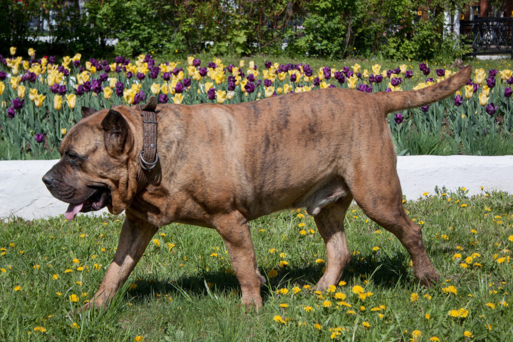 presa canario im grass