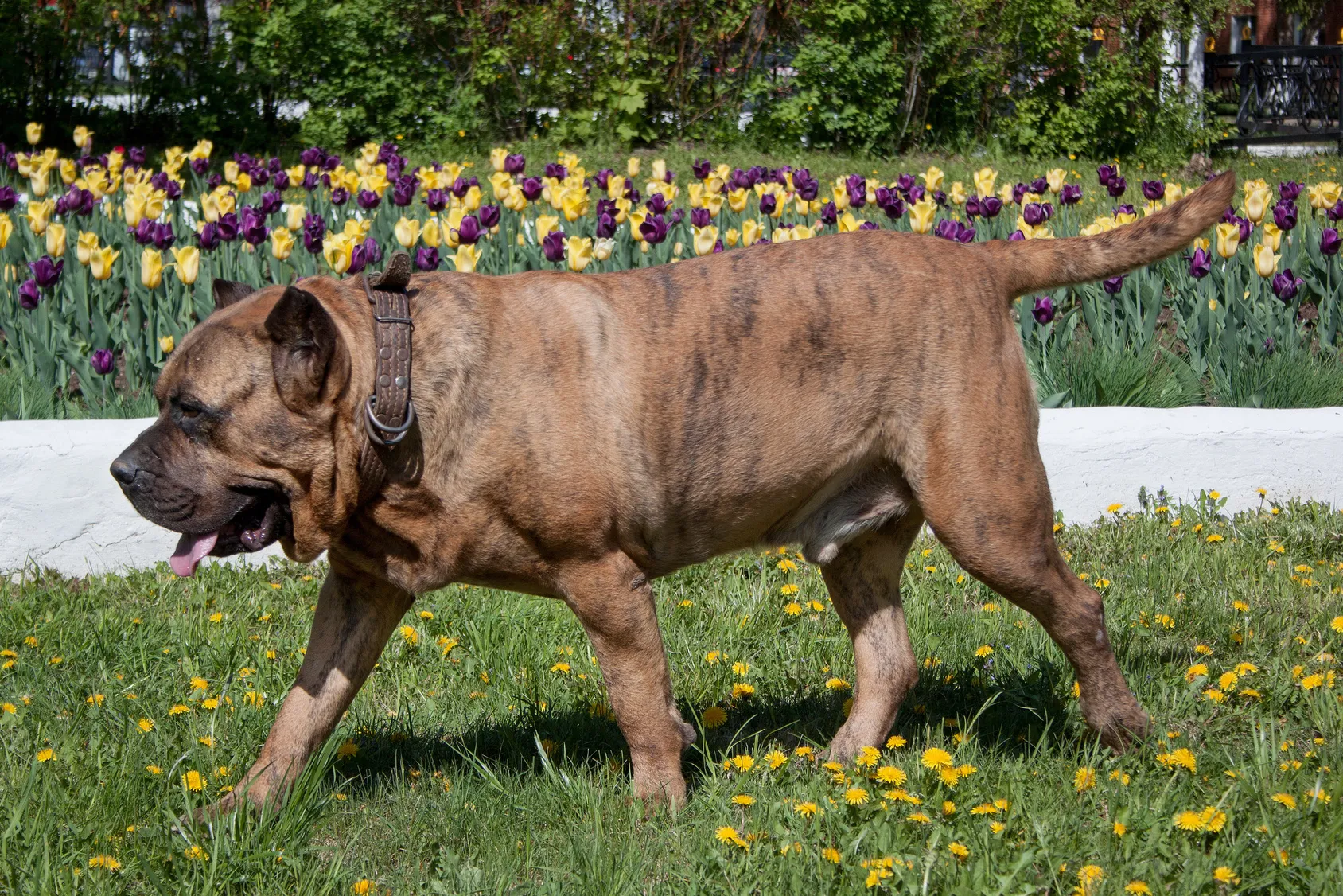presa canario im grass presa canario im grass