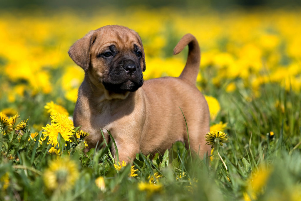 presa canario welpe