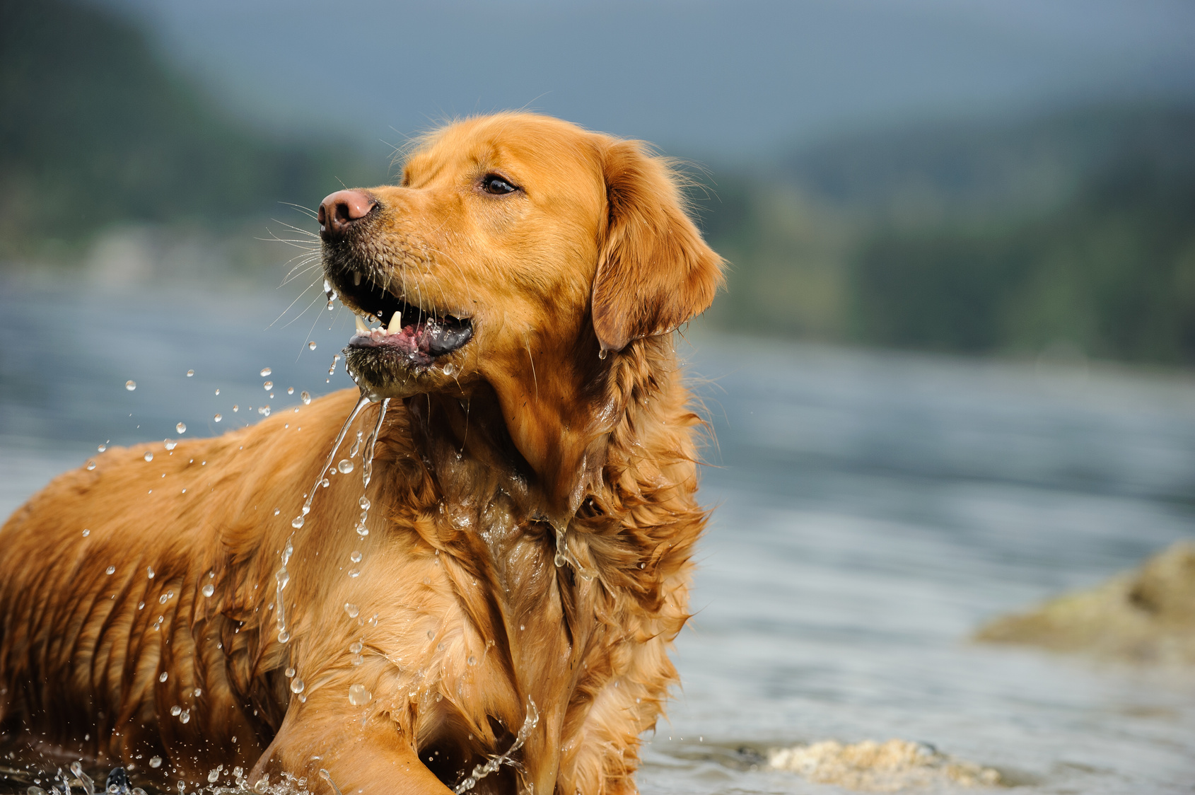 golden retriever lieben wasser golden retriever im wasser