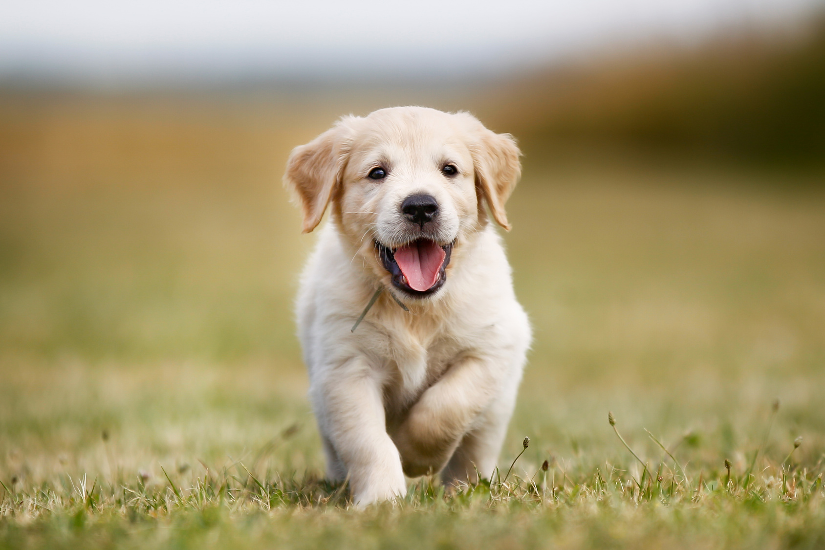 Gesunder Golden Retriever Welpe golden retriever welpe