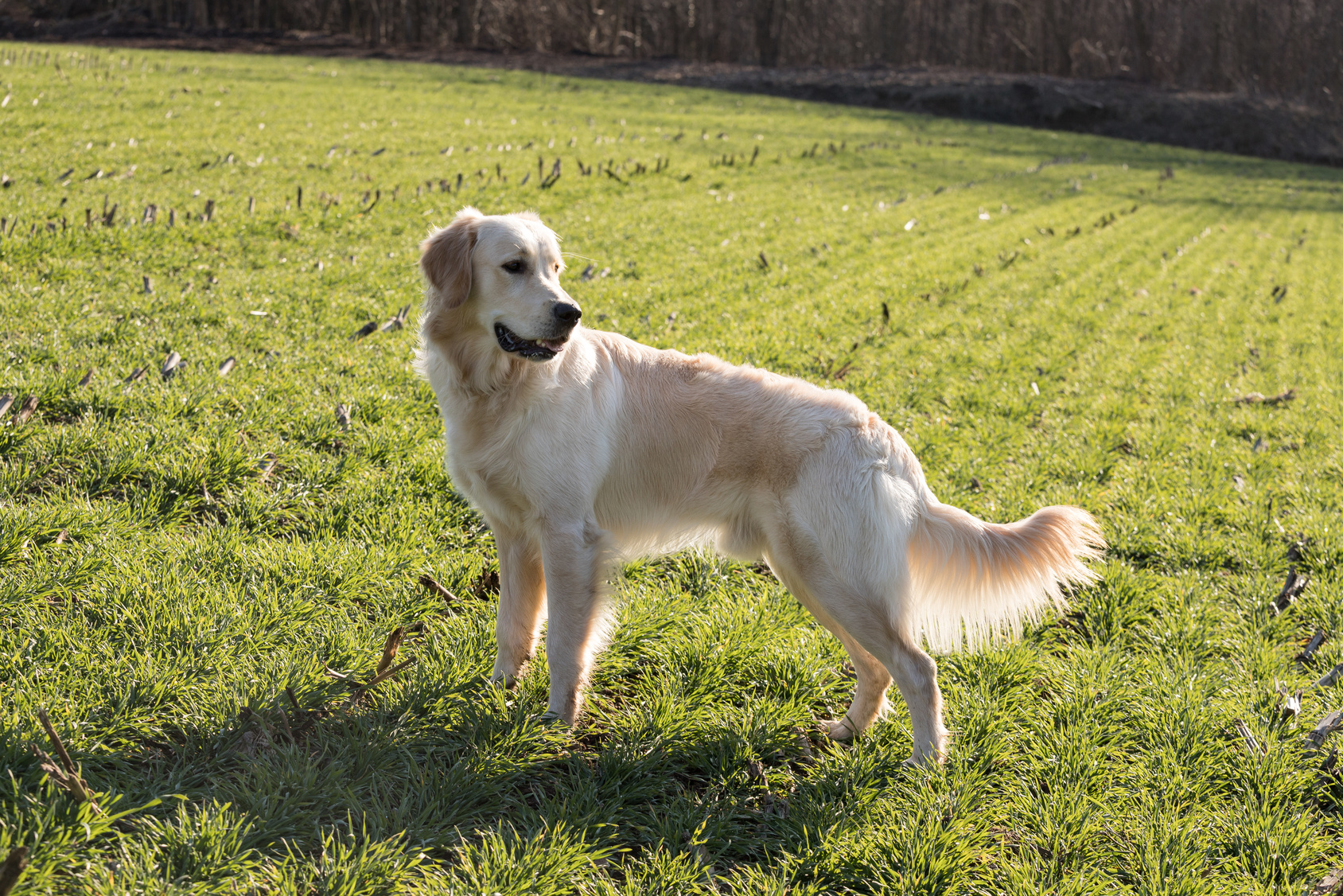 golden retriever im grass golden retriever im grass
